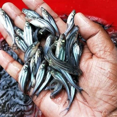 Pangasius